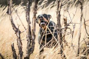 Hund im Feld foto