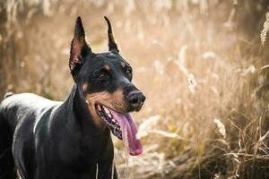 Porträt von Dobermann foto