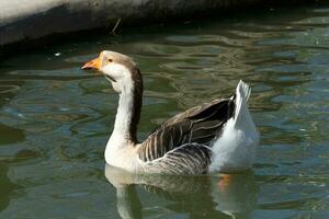 Schwimmen Ente im Fluss foto