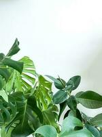 Monstera Deliciosa Pflanze und Ficus auf Weiß Hintergrund. stilvoll und minimalistisch foto