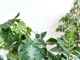 Pflanze Monstera Delikatesse, zamiokulkas und Ficus auf Weiß Hintergrund. Minimalismus foto