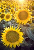 Sonnenblumen auf das Feld foto
