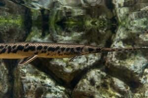 Fisch im das Ozean. ein Herde von Fisch im das Meer, Aquarium. Aquarium bunt Fisch im dunkel Blau Wasser. Foto von tropisch Fisch auf ein Koralle Riff.