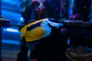 Fisch im das Ozean. ein Herde von Fisch im das Meer, Aquarium. Aquarium bunt Fisch im dunkel Blau Wasser. Foto von tropisch Fisch auf ein Koralle Riff.