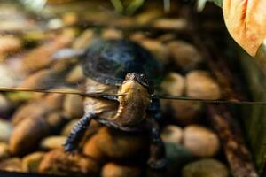 Schildkröte im das Aquarium. wenig Schildkröte im das wild. foto