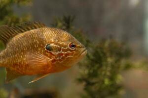 Fisch im das Ozean. ein Herde von Fisch im das Meer, Aquarium. Aquarium bunt Fisch im dunkel Blau Wasser. Foto von tropisch Fisch auf ein Koralle Riff.