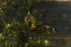 Fisch im das Ozean. ein Herde von Fisch im das Meer, Aquarium. Aquarium bunt Fisch im dunkel Blau Wasser. Foto von tropisch Fisch auf ein Koralle Riff.