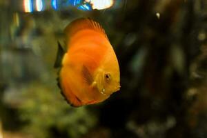 Fisch im das Ozean. ein Herde von Fisch im das Meer, Aquarium. Aquarium bunt Fisch im dunkel Blau Wasser. Foto von tropisch Fisch auf ein Koralle Riff.