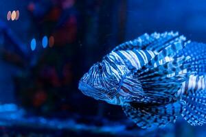 Fisch im das Ozean. ein Herde von Fisch im das Meer, Aquarium. Aquarium bunt Fisch im dunkel Blau Wasser. Foto von tropisch Fisch auf ein Koralle Riff.