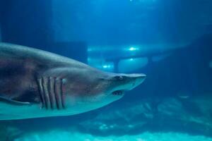 großartig Weiß Hai schließen oben Schuss. das Hai Schwimmen im groß Aquarium. Hai Fisch, Stier Hai, Marine Fisch unter Wasser. foto