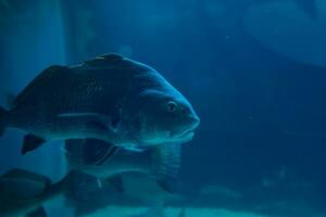 Fisch im das Ozean. ein Herde von Fisch im das Meer, Aquarium. Aquarium bunt Fisch im dunkel Blau Wasser. Foto von tropisch Fisch auf ein Koralle Riff.