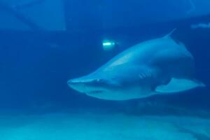 großartig Weiß Hai schließen oben Schuss. das Hai Schwimmen im groß Aquarium. Hai Fisch, Stier Hai, Marine Fisch unter Wasser. foto