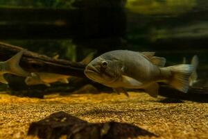 Fisch im das Ozean. ein Herde von Fisch im das Meer, Aquarium. Aquarium bunt Fisch im dunkel Blau Wasser. Foto von tropisch Fisch auf ein Koralle Riff.