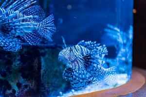 Fisch im das Ozean. ein Herde von Fisch im das Meer, Aquarium. Aquarium bunt Fisch im dunkel Blau Wasser. Foto von tropisch Fisch auf ein Koralle Riff.