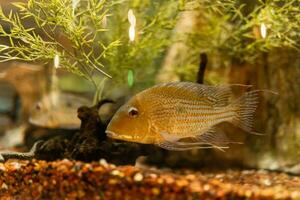 Fisch im das Ozean. ein Herde von Fisch im das Meer, Aquarium. Aquarium bunt Fisch im dunkel Blau Wasser. Foto von tropisch Fisch auf ein Koralle Riff.