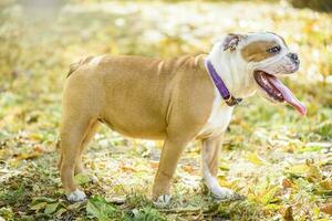 Porträt von Englisch Bulldogge foto