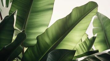 Gruppe von groß Grün Banane Blätter von exotisch Palme Baum im Sonnenschein auf Weiß Hintergrund. tropisch Pflanze Laub mit sichtbar Textur. generative ai foto