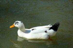 Schwimmen Ente im Fluss foto