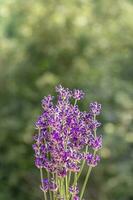 Strauß von lovanda Nahansicht. Sommer- schön natürlich Hintergrund zum ein Postkarte. foto