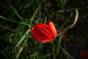 einer rot Feld Mohn auf ein dunkel Hintergrund. foto