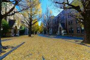 Ginkgo Blätter auf Straße, Herbst Jahreszeit im Japan foto