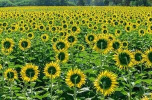 zurück Seite von Sonnenblumen Feld Bauernhof im stutzen buri , foto
