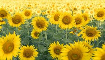 schön Sonnenblume Felder im Garten, foto