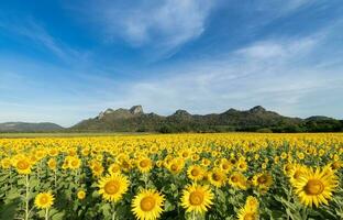 schön Sonnenblume Felder mit Berg Hintergrund auf Blau Himmel foto