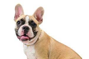 süß Französisch Bulldogge tragen Halsband isoliert auf Weiß Hintergrund, Haustier und Tier Konzept foto
