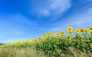 schön Sonnenblume Felder mit Berg Hintergrund auf Blau Himmel foto