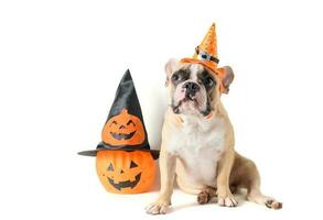 Porträt von Französisch Bulldogge mit Hut Halloween und Lächeln foto