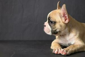 braun Französisch Bulldogge suchen auf schwarz Hintergrund foto