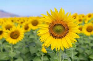 schön Sonnenblume Feld auf Sommer- foto