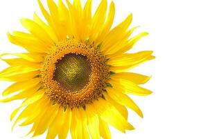 schön Sonnenblume isoliert auf Weiß foto