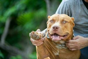 Mann spielen mit amerikanisch Grube Stier Terrier Hund foto