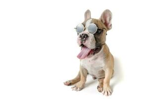 süß Französisch Bulldogge tragen Sonnenbrille isoliert foto