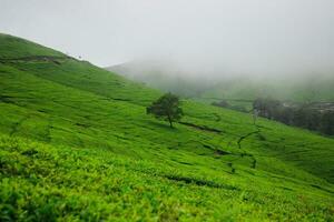 Tee Plantage Landschaft im das Morgen foto