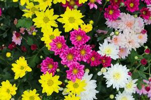 Chrysantheme Blumen im ein Gewächshaus foto