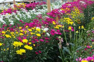 Chrysantheme Blumen im ein Gewächshaus foto