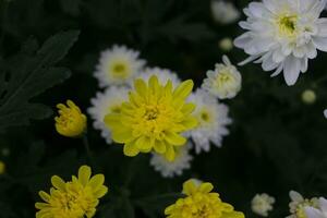 Gelb Chrysantheme Blume ist Blühen im das Bauernhof. foto