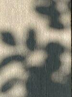 Blätter Schatten Hintergrund auf hölzern Fußboden Textur, Blätter Baum Geäst Schatten mit Sonnenlicht foto