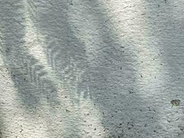 Blätter Schatten Hintergrund auf Beton Mauer Textur, Blätter Baum Geäst Schatten mit Sonnenlicht foto