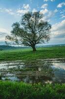 einsam Baum im das Reis Feld mit Betrachtung im Wasser. groß Baum im ein Grün Feld beim Sonnenuntergang. schön Frühling Landschaft. foto