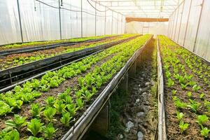 organisch Grün cos Grüner Salat Gemüse Gartenarbeit mit Grün Blatt frisch Gemüse Grüner Salat Pflanzen im das Gewächshaus Garten Öko freundlich Gartenarbeit Natur, Gemüse Bauernhof Boden Gemüse Garten foto