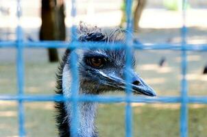 gesperrt Vogel im Zoo foto