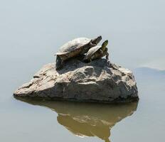 zwei Wasser Schildkröten auf das Felsen foto