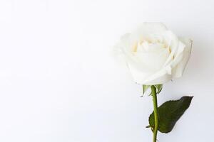 schön Weiß Rose auf Weiß Hintergrund mit Kopieren Raum. ai generiert foto
