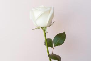 schön Weiß Rose auf Rosa Hintergrund. ai generiert foto