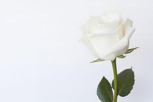 schön Weiß Rose auf Weiß Hintergrund mit Kopieren Raum. ai generiert foto