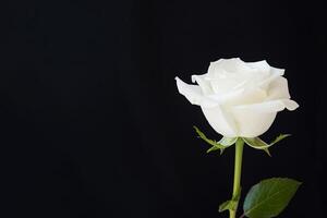 schön Weiß Rose auf schwarz Hintergrund mit Kopieren Raum. ai generiert foto